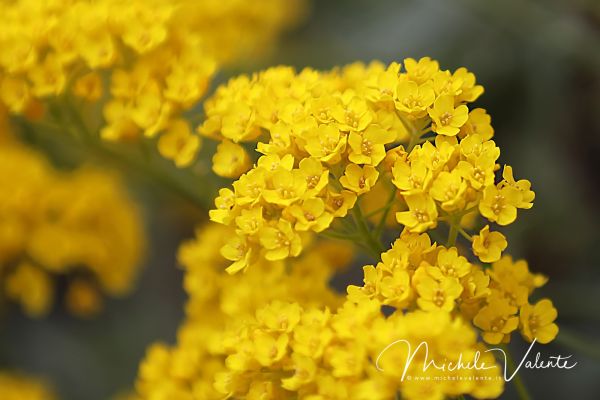 ortobotanico-1192BE7C76-6171-6B86-B7D4-002C7232C859.jpg