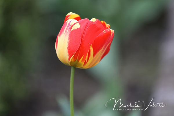 ortobotanico-137217C74F-9EBA-25FC-3DC3-8DCA5E57085C.jpg
