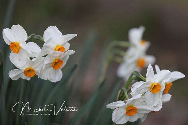 ortobotanico-16CD79A235-1D37-6BE3-F577-1AADCDE5C9B2.jpg