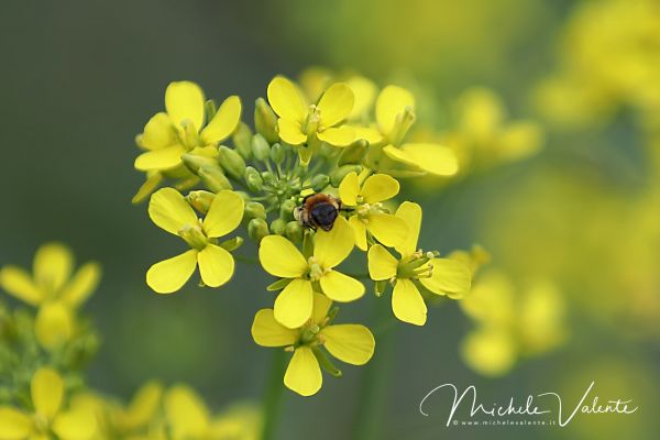 ortobotanico-19FB1635BA-F99E-9BBC-1EC7-379DD1647FC2.jpg