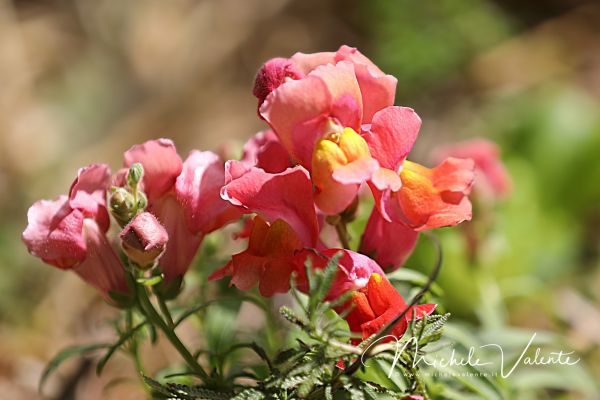 ortobotanico-21DA06493D-1CAD-46D5-FB7C-762C4AC21265.jpg