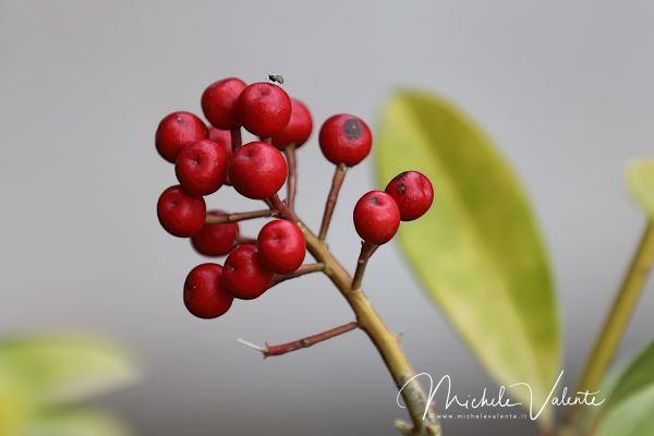 ortobotanico-23236D37DE-B20B-12B5-AC1A-6584625CC8C0.jpg