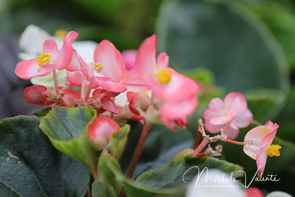 ortobotanico-255AF93205-9D31-7AD0-6025-6590C4D9B69A.jpg