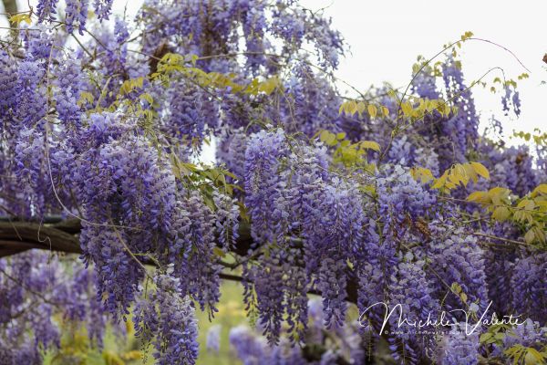 ortobotanico-2692C2254C-35F9-114B-D742-C0C9FDADB821.jpg