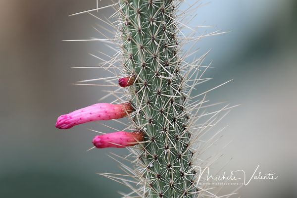 ortobotanico-28E482EBE6-0DEE-300A-D776-7ED4D270CB68.jpg