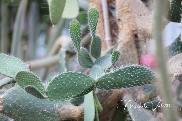 ortobotanico-293B1B436B-B6D9-01BE-A7AE-CDD3D21B14C3.jpg
