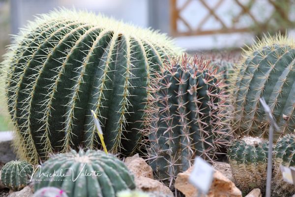 ortobotanico-3140C4FFEA-C366-2D09-84AB-FC84DF9B39F6.jpg