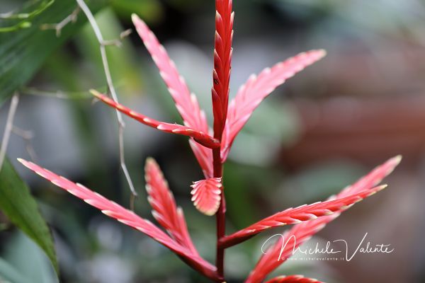ortobotanico-32B800833A-00CF-EC15-DD85-F7CE3DCAC30A.jpg