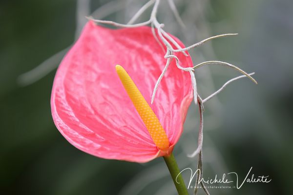 ortobotanico-33DAF4C620-6E81-92AD-5C1C-3A90856FBAA5.jpg