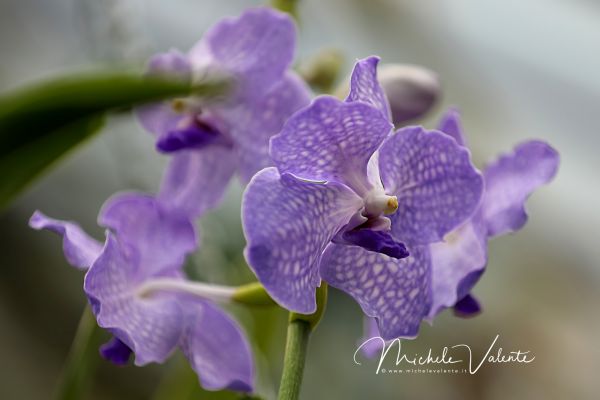 ortobotanico-356059BD06-2282-7222-6FD3-18CDD3B5770C.jpg