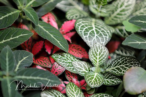 ortobotanico-368532EC4F-1212-FF77-2806-8BB6C22ECFC4.jpg