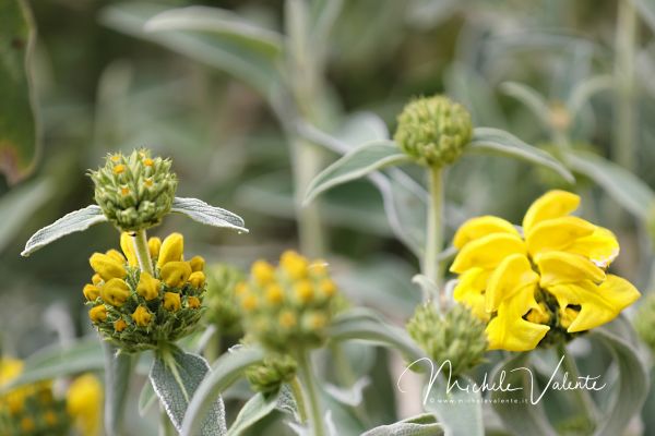 ortobotanico-37E9ED5DF8-F601-5F7C-91CD-C584DD498AFC.jpg