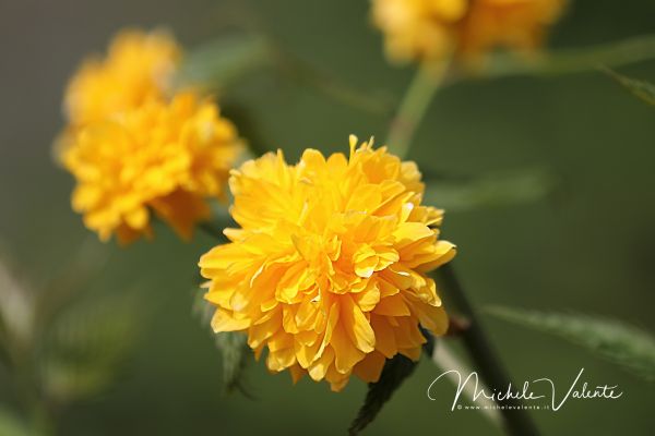 ortobotanico-39A4322612-75B5-EF1F-6F7E-737658EFDD94.jpg