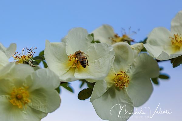 ortobotanico-40EAD7167E-4041-C268-FD44-7D84EE581BC2.jpg