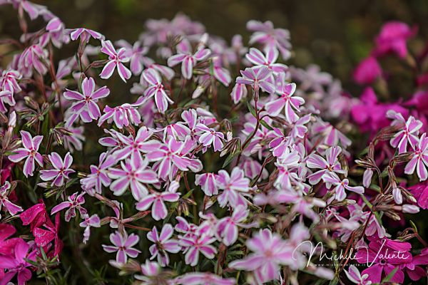ortobotanico-41ABB4D13C-20A4-F968-CB7B-EEE111CAAF9B.jpg