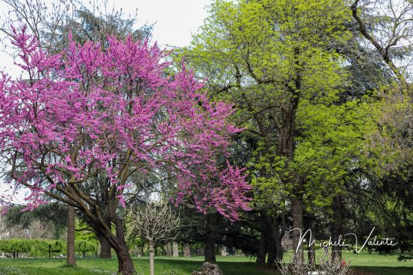ortobotanico-426B92EF73-4CC7-F76E-AEF0-DED24BD68859.jpg