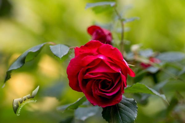 rose7C9857FC-B41C-70F5-FE97-06C11E597AAA.jpg