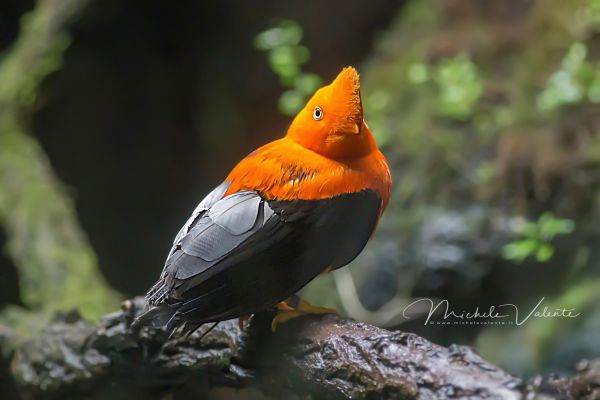 bird14F13AACD-A2D3-98C0-8BD3-05D834FC187F.jpg