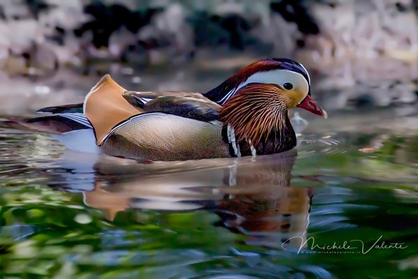 bird3D6E5A15D-FFF0-29E4-27E5-57577CD69B9C.jpg