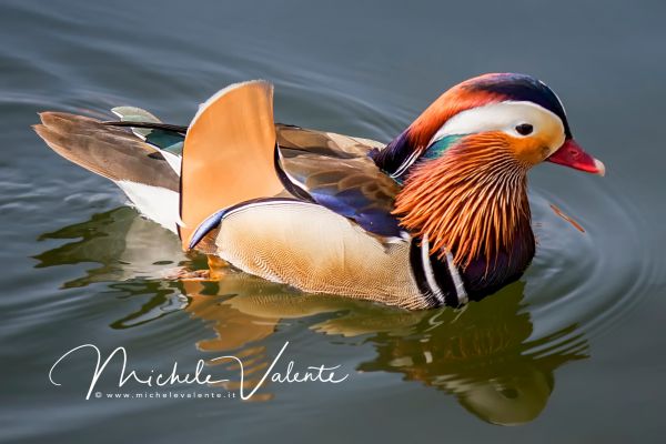 ducks-012D1F9572-BB1F-9525-FF5D-2E66810B3BEA.jpg
