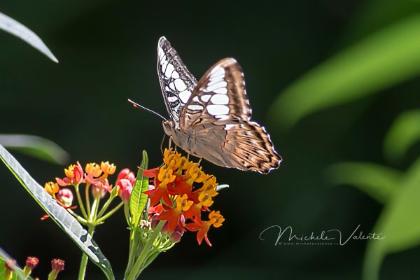 farfalla19A9E2AFB-D3B4-E77B-A4BE-E2ED517FD340.jpg