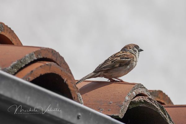 img-0530D3E7EB00-E020-7A04-F4F5-F1A31BDF0D56.jpg