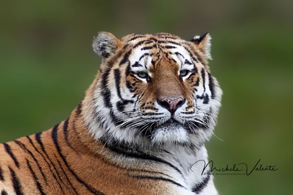 tiger-firm4DB89D8C-BE1C-CE6B-2326-EE166A8746D2.jpg