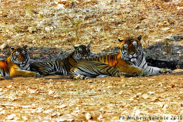 tre-tiger-ridFD9D7198-84F6-E643-D27B-9C970ACFA12C.jpg
