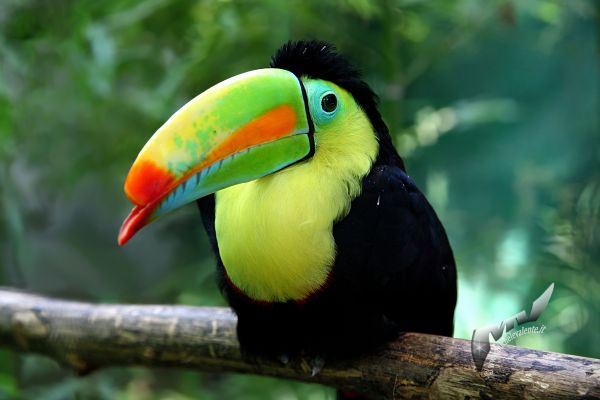 tucano6B3FA267-4661-A014-CE79-8D5DA51A5FAD.jpg