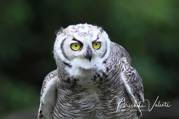 wildlife-06678F5854-CE61-C623-75BA-8BDF556B570F.jpg