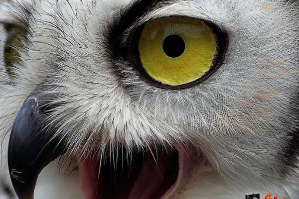 wildlife-097909D7B2-D5C6-0170-2BAC-E40994C307EE.jpg