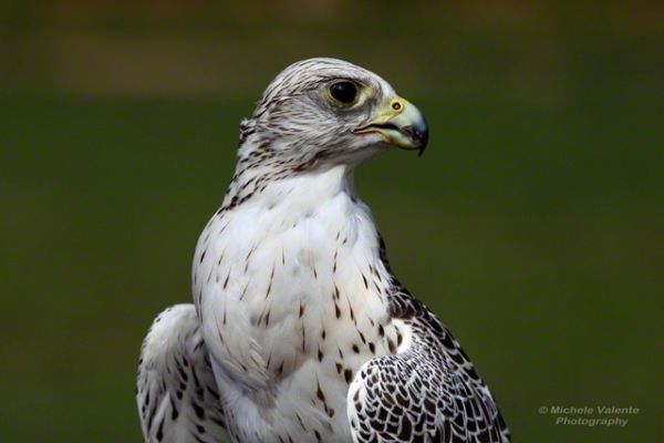 wildlife-12F4CF1DCB-342A-74A9-6739-F759DF28511D.jpg