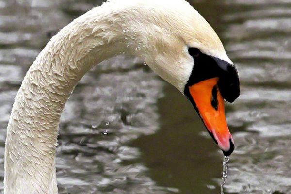 wildlife-1559B69F2C-C5AC-F6FE-EF33-42E1BA57D441.jpg