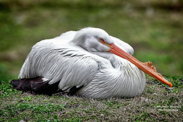 wildlife-16A3EF4AEA-E53B-73F1-50FF-7AFFDFECAAA5.jpg