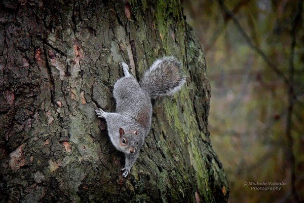 wildlife-19D1CDB969-772F-3BCA-B585-6B1EBEAE79B8.jpg