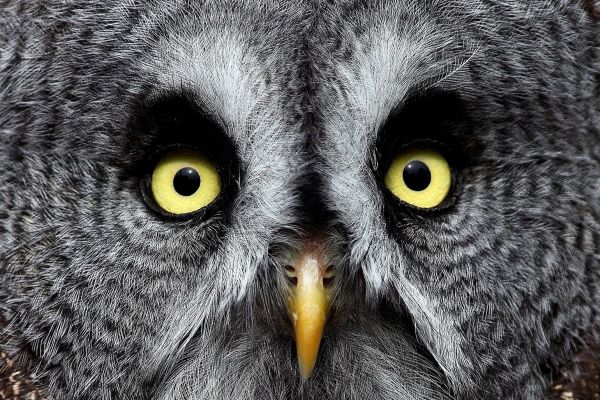wildlife-2044A3BC24-E862-660F-BD37-8AF090276CB8.jpg