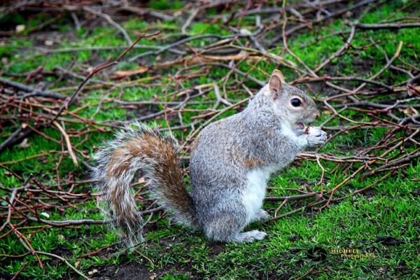 wildlife-22BB92DB76-AC8C-D8D5-81B4-3ADBE4990541.jpg