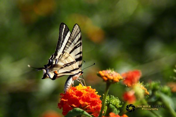 wildlife-23E493B654-1A19-828D-EFB9-3EF8D6BE0625.jpg