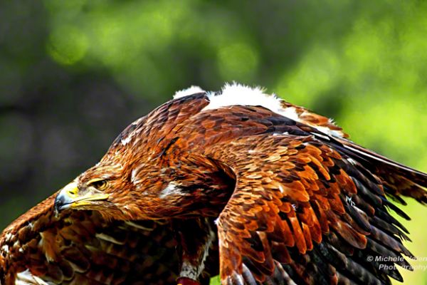 wildlife-2431D20B7E-142A-F86A-0D52-31F116004F1C.jpg