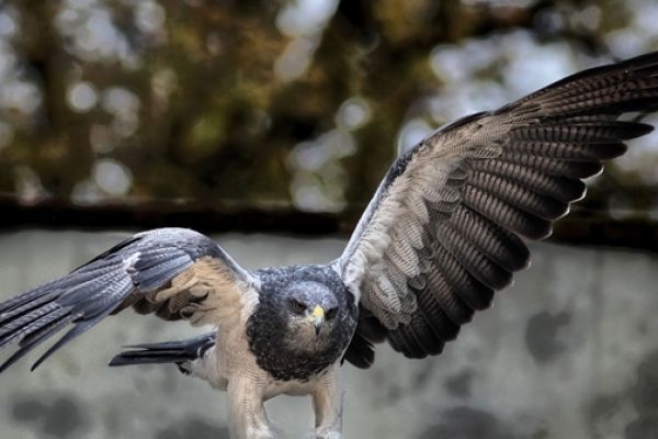 wildlife-28FA7694C9-B9C9-A615-6910-4876AF208273.jpg