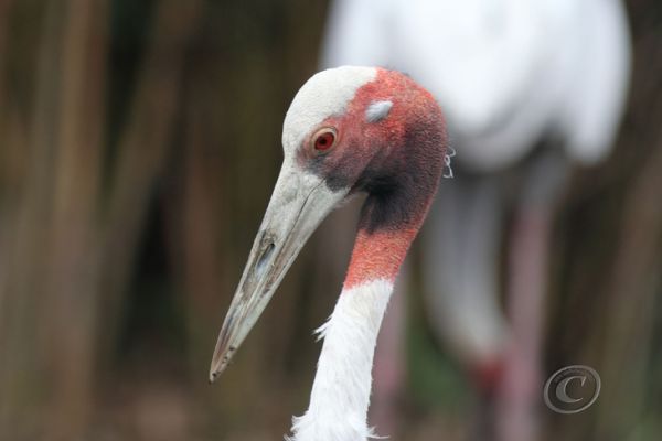 wildlife-290A0463BC-F267-7FFA-EC99-D6650A1F3BEA.jpg