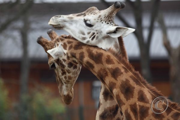 wildlife-3065ABC7B2-F4EA-3239-7F1F-539D642960DB.jpg