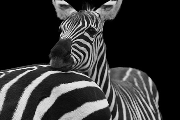 wildlife-3195621C46-6589-9D55-9281-653C82247102.jpg