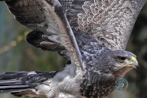 wildlife-3575CEB9EA-65B0-C789-50EF-840A6F860DF2.jpg