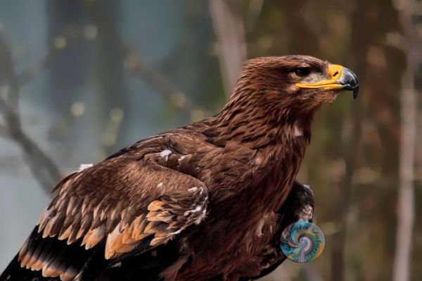 wildlife-36934E9AFD-BAE8-F507-2A17-CD01A14CA4B1.jpg