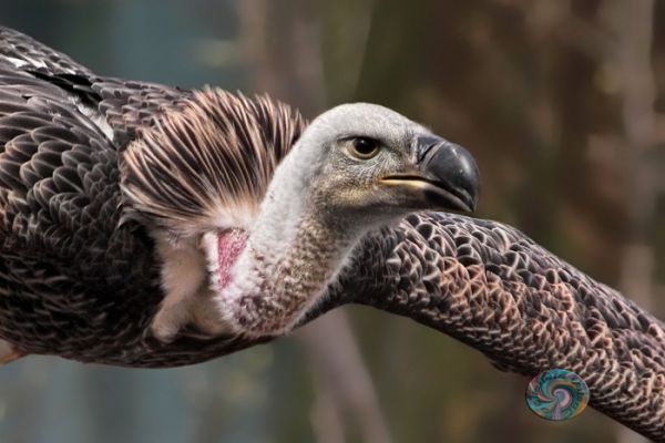 wildlife-3735C758AA-4819-52B5-FCC1-C11EF1674152.jpg