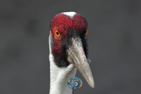 wildlife-39BB47B564-6A9F-EDE0-4B25-FEBF02946722.jpg
