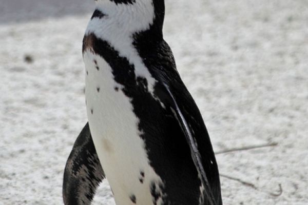 wildlife-405E5D6E53-9810-2F27-B80E-EE3D8E3AD2D9.jpg
