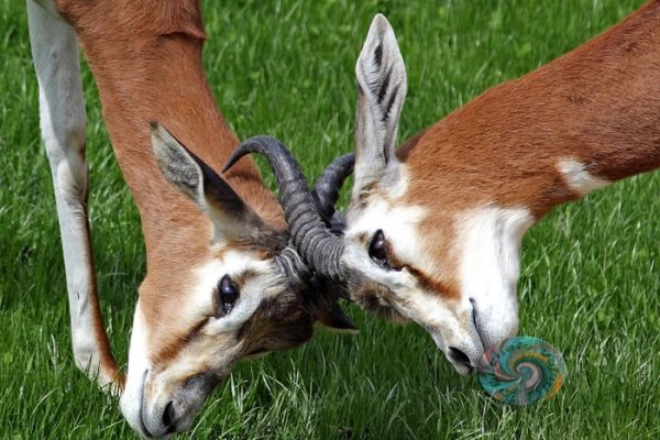 wildlife-418650A2A5-67B8-C8A0-62F2-AE986AB331B0.jpg