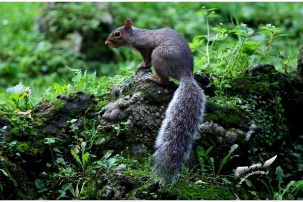 wildlife-467011D431-7D97-0967-946C-B12164C6E642.jpg